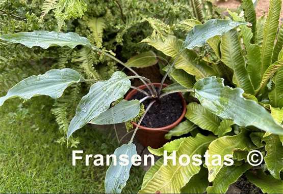 Hosta Hammerin Cameron